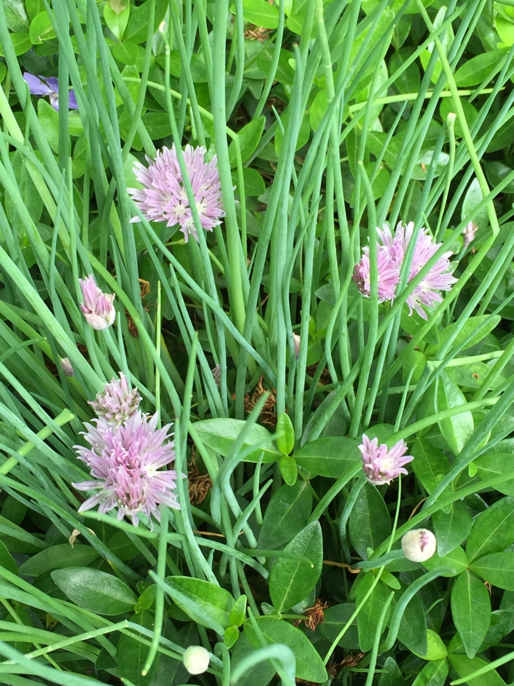 flowers--chives